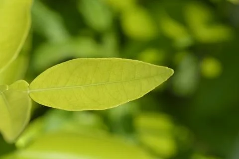 Grapefruit Stock Photos