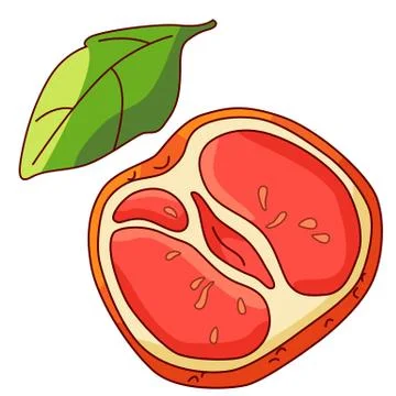 Grapefruit piece and leaf on white isolated backdrop stock vector illustratio Stock Illustration