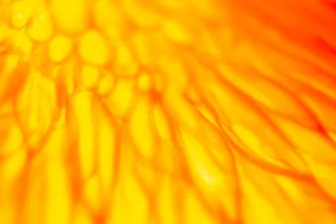 Grapefruit pulp with drops of moisture on a black mirror Foto stock