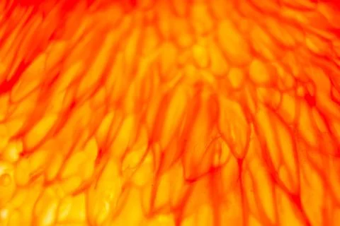 Grapefruit pulp with drops of moisture on a black mirror Stock Photos