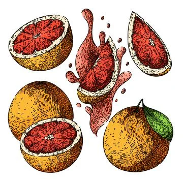 Grapefruit red set sketch hand drawn vector Stock Illustration