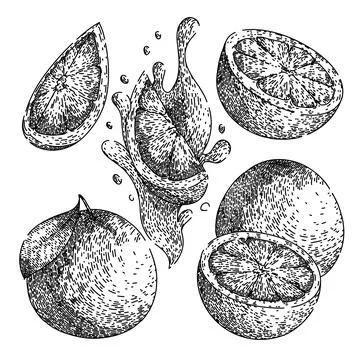 Grapefruit red set sketch hand drawn vector Stock Illustration