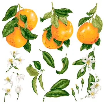 Grapefruit set in vector with fruits on branches, leaves and flowers and buds Stock Illustration