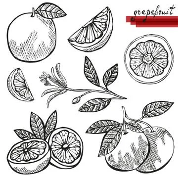 Grapefruit sketches, design elements for cards, invitations, scrapbook, print Stock Illustration
