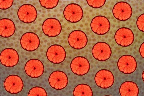 Grapefruit slices pattern Stock Photos