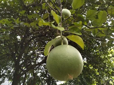 Grapefruit still hanging from the tree. Stock Photos