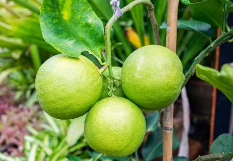 Grapefruit three balls on tree Stock Photos