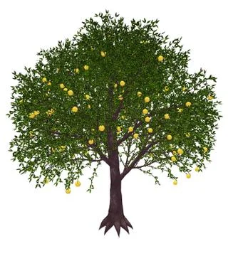 Grapefruit tree - 3D render Stock Illustration