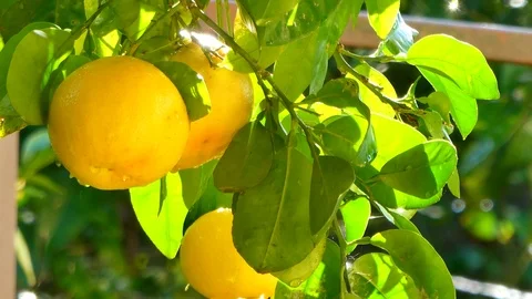 Grapefruit on the tree after the rain Stock Footage 120793184