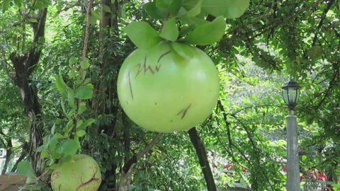 Grapefruit on the tree Stock Footage 70572243