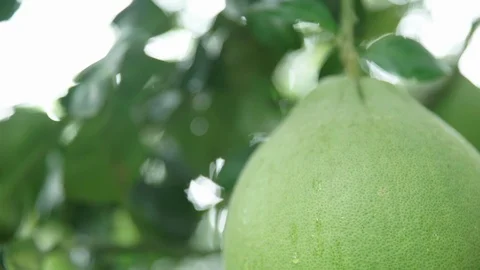 Grapefruit on the tree Stock Footage 120981948