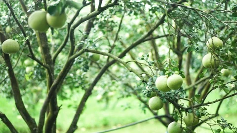 Grapefruit on the tree Stock Footage 126230790