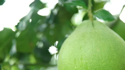 Grapefruit on the tree Stock Footage 126230928