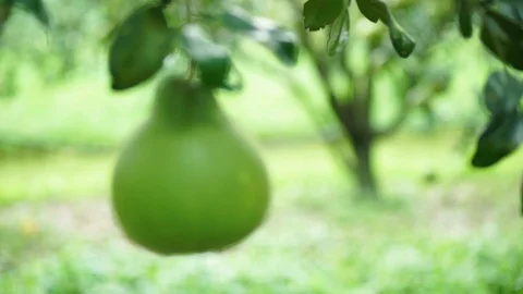 Grapefruit on the tree Stock Footage 126230931