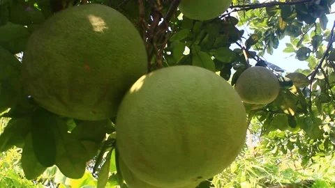 The grapefruit is on the tree Stock Footage 139318911