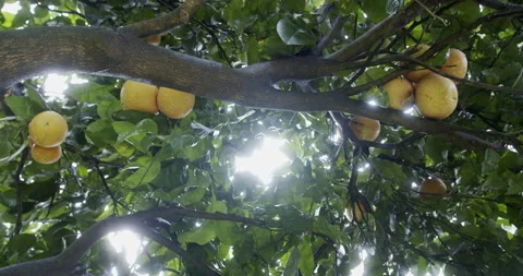 Grapefruit on tree Stock Footage 196980779