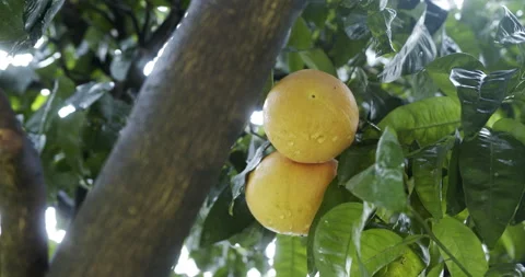 Grapefruit on tree Stock Footage 196980915