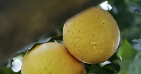 Grapefruit on tree Stock Footage 196983676