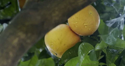 Grapefruit on tree Stock Footage 196983712