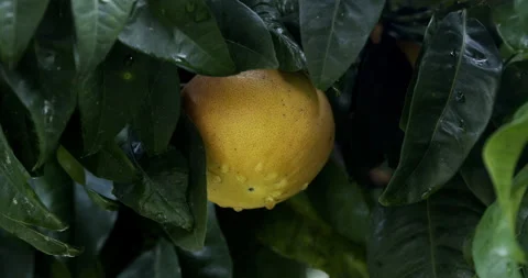 Grapefruit on tree Stock Footage 196983998