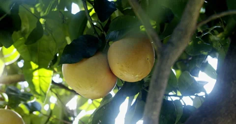 Grapefruit on tree Stock Footage 196984266