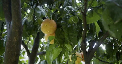 Grapefruit on tree Stock Footage 196985897
