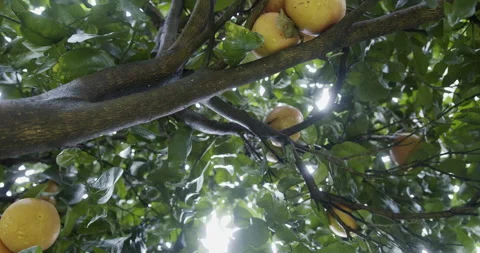 Grapefruit on tree Stock Footage 196986023