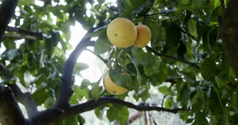 Grapefruit on tree Stock Footage 196987584