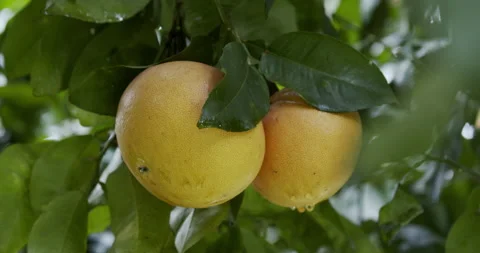 Grapefruit on tree Stock Footage 196988140
