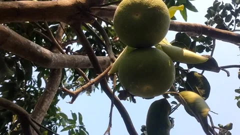 Grapefruit on the tree Stockbeeldmateriaal 341375294
