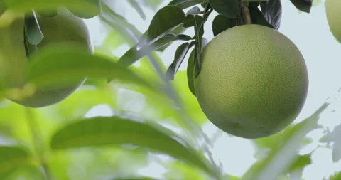 Grapefruit tree, grapefruit, firm, plump Stock Footage 139336984