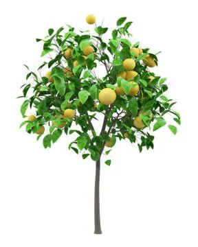 Grapefruit tree with grapefruits isolated on white background. 3d illustratio Illustrazione stock