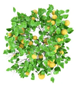 Grapefruit tree with grapefruits isolated on white background. top view. 3d i Illustrazione stock