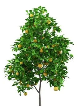 Grapefruit tree with grapefruits isolated on white background. 3d illustratio Illustrazione stock