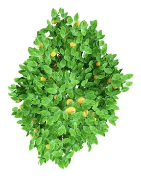 Grapefruit tree with grapefruits isolated on white background. top view. 3d i Illustrazione stock