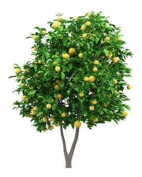 Grapefruit tree with grapefruits isolated on white background. 3d illustratio Illustrazione stock