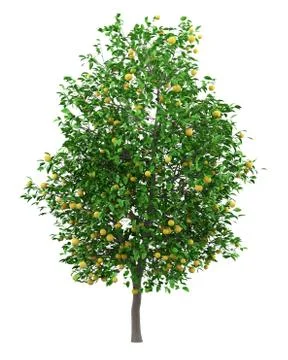 Grapefruit tree with grapefruits isolated on white background. 3d illustratio Illustrazione stock