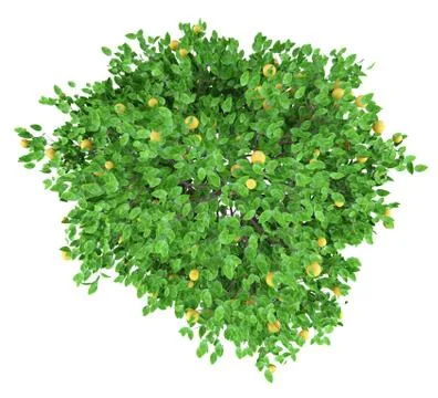 Grapefruit tree with grapefruits isolated on white background. top view. 3d i Stock Illustration