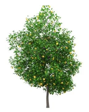 Grapefruit tree with grapefruits isolated on white background. 3d illustratio Stock Illustration
