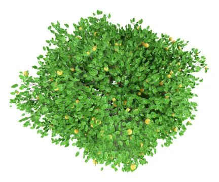 Grapefruit tree with grapefruits isolated on white background. top view. 3d i Illustrazione stock