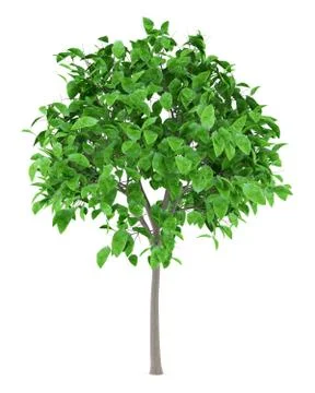 Grapefruit tree isolated on white background. 3d illustration Stock Illustration