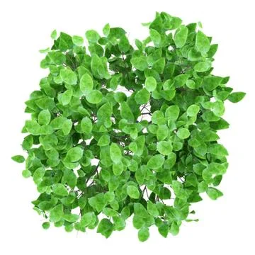 Grapefruit tree isolated on white background. top view. 3d illustration Illustrazione stock