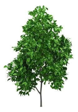 Grapefruit tree isolated on white background. 3d illustration Illustrazione stock