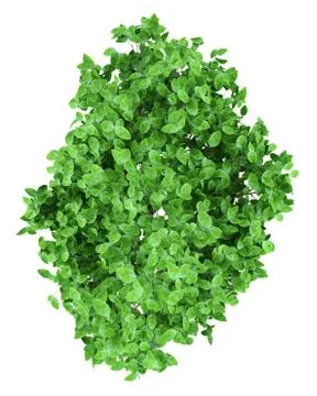 Grapefruit tree isolated on white background. top view. 3d illustration Illustrazione stock