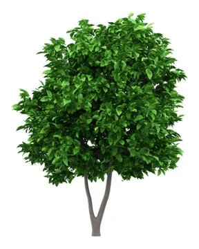 Grapefruit tree isolated on white background. 3d illustration Illustrazione stock