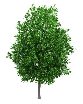 Grapefruit tree isolated on white background. 3d illustration Stock Illustration