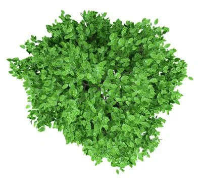 Grapefruit tree isolated on white background. top view. 3d illustration Illustrazione stock