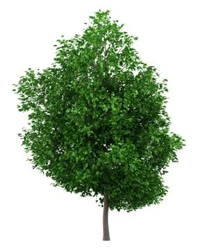 Grapefruit tree isolated on white background. 3d illustration Illustrazione stock