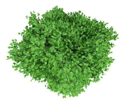 Grapefruit tree isolated on white background. top view. 3d illustration Stock Illustration