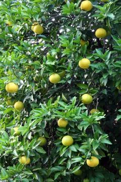 Grapefruit tree Stock Photos